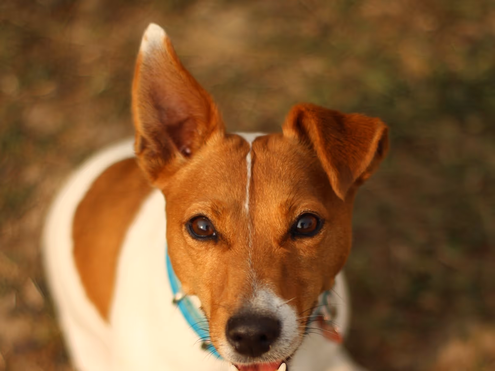 Illustration Éducation canine