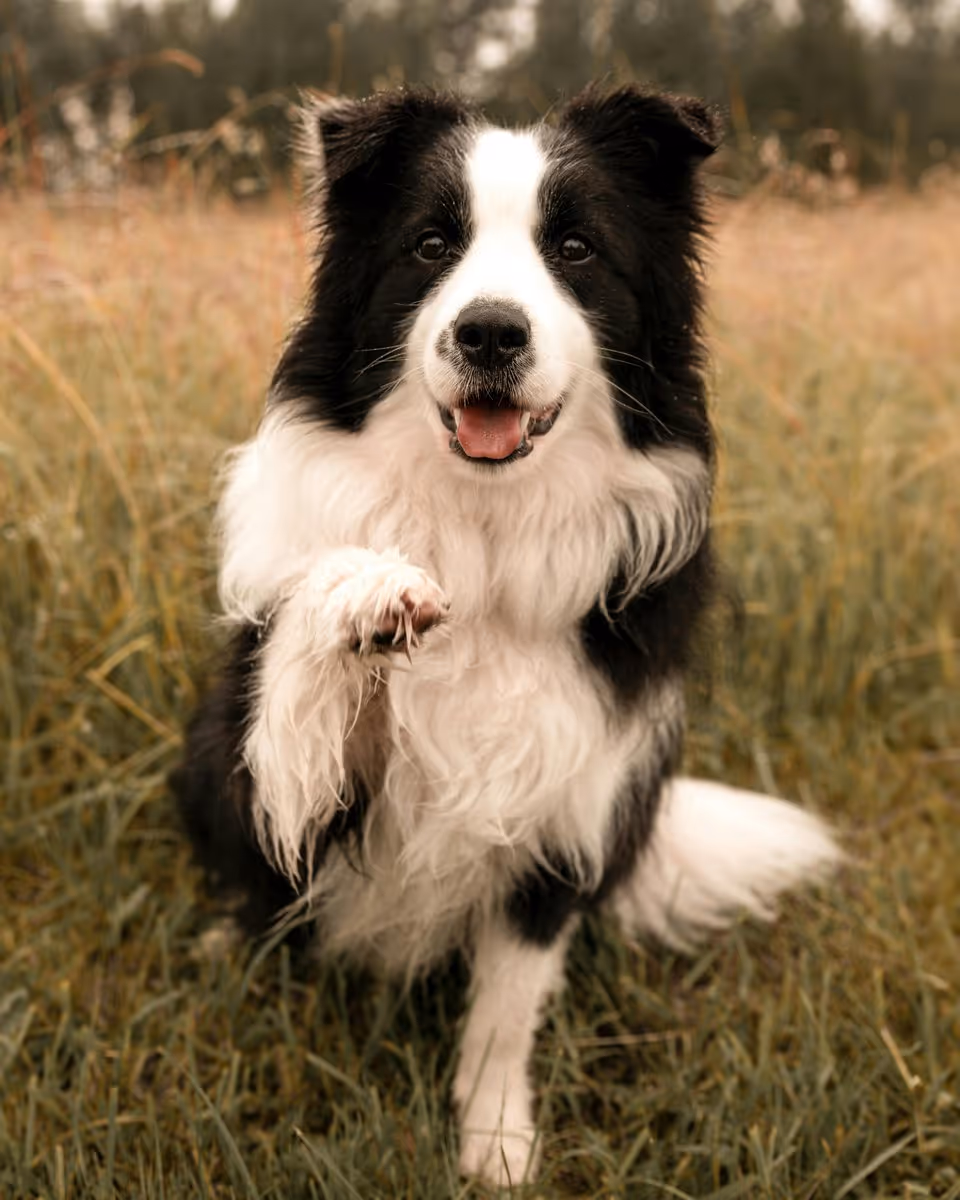 Illustration Éducation canine
