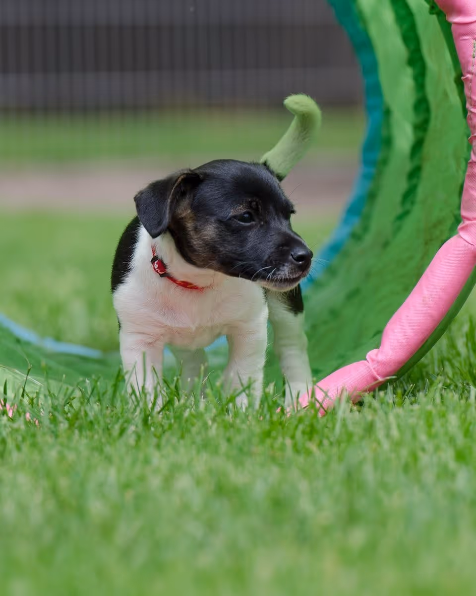 Illustration Éducation canine